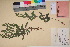  (Scutellaria nicholsonii - TROM_V_135935_sg)  @11 [ ] CreativeCommons - Attribution Non-Commercial Share-Alike (2017) Unspecified Tromsø University Museum