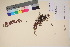  (Thymus praecox - TROM_V_135951_sg)  @11 [ ] CreativeCommons - Attribution Non-Commercial Share-Alike (2017) Unspecified Tromsø University Museum