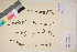  (Veronica wormskjoldii - TROM_V_135956_sg)  @11 [ ] CreativeCommons - Attribution Non-Commercial Share-Alike (2017) Unspecified Tromsø University Museum