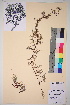  (Carex obtusata - TROM_V_136183_sg)  @11 [ ] CreativeCommons - Attribution Non-Commercial Share-Alike (2017) Unspecified Tromsø University Museum