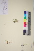  ( - TROM_V_140995_sg)  @11 [ ] CreativeCommons - Attribution Non-Commercial Share-Alike (2018) Unspecified Tromsø University Museum