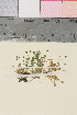  ( - TROM_V_140995_sg)  @11 [ ] CreativeCommons - Attribution Non-Commercial Share-Alike (2018) Unspecified Tromsø University Museum