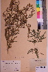  ( - TROM_V_142430_sg)  @11 [ ] CreativeCommons - Attribution Non-Commercial Share-Alike (2018) Unspecified Tromsø University Museum