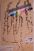  (Artemisia pontica - TROM_V_142438_sg)  @11 [ ] CreativeCommons - Attribution Non-Commercial Share-Alike (2018) Unspecified Tromsø University Museum