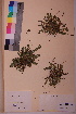  ( - TROM_V_142631_sg)  @11 [ ] CreativeCommons - Attribution Non-Commercial Share-Alike (2018) Unspecified Tromsø University Museum