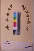  ( - TROM_V_142964_sg)  @11 [ ] CreativeCommons - Attribution Non-Commercial Share-Alike (2018) Unspecified Tromsø University Museum