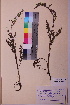  (Kadenia - TROM_V_143468_sg)  @11 [ ] CreativeCommons - Attribution Non-Commercial Share-Alike (2018) Unspecified Tromsø University Museum