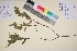  ( - TROM_V_145855_sg)  @11 [ ] CreativeCommons - Attribution Non-Commercial Share-Alike (2017) Unspecified Tromsø University Museum