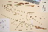  ( - TROM_V_146316_sg)  @11 [ ] CreativeCommons - Attribution Non-Commercial Share-Alike (2016) Unspecified Tromso University Museum