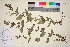  ( - TROM_V_146458_sg)  @11 [ ] CreativeCommons - Attribution Non-Commercial Share-Alike (2016) Unspecified Tromso University Museum