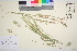  (Phalaris canariensis - TROM_V_146953_sg)  @11 [ ] CreativeCommons - Attribution Non-Commercial Share-Alike (2016) Unspecified Tromso University Museum