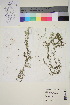  ( - TROM_V_147829_sg)  @11 [ ] CreativeCommons - Attribution Non-Commercial Share-Alike (2015) Unspecified Tromsø University Museum