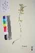 ( - TROM_V_148158_sg)  @11 [ ] CreativeCommons - Attribution Non-Commercial Share-Alike (2015) Unspecified Tromsø University Museum
