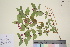  ( - TROM_V_148874_sg)  @11 [ ] CreativeCommons - Attribution Non-Commercial Share-Alike (2016) Unspecified Tromso University Museum