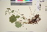  (Alchemilla propinqua - TROM_V_149280_sg)  @11 [ ] CreativeCommons - Attribution Non-Commercial Share-Alike (2016) Unspecified Tromso University Museum