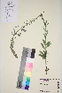  ( - TROM_V_149306_sg)  @11 [ ] CreativeCommons - Attribution Non-Commercial Share-Alike (2015) Unspecified Tromsø University Museum