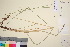  ( - TROM_V_14932_sg)  @11 [ ] CreativeCommons - Attribution Non-Commercial Share-Alike (2016) Unspecified Tromsø University Museum