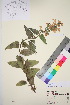  (Dracocephalum sibiricum - TROM_V_149517_sg)  @11 [ ] CreativeCommons - Attribution Non-Commercial Share-Alike (2016) Unspecified Tromso University Museum