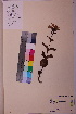  ( - TROM_V_149826_sg)  @11 [ ] CreativeCommons - Attribution Non-Commercial Share-Alike (2018) Unspecified Tromsø University Museum