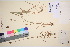  (Luzula congesta - TROM_V_154285_sg)  @11 [ ] CreativeCommons - Attribution Non-Commercial Share-Alike (2016) Unspecified Tromso University Museum