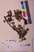  ( - TROM_V_157309_sg)  @11 [ ] CreativeCommons - Attribution Non-Commercial Share-Alike (2018) Unspecified Tromsø University Museum