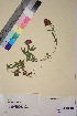  (Trifolium alpestre - TROM_V_157372_sg)  @11 [ ] CreativeCommons - Attribution Non-Commercial Share-Alike (2018) Unspecified Tromsø University Museum