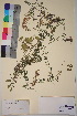  (Vicia villosa varia - TROM_V_157666_sg)  @11 [ ] CreativeCommons - Attribution Non-Commercial Share-Alike (2018) Unspecified Tromsø University Museum