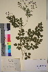  ( - TROM_V_157900_sg)  @11 [ ] CreativeCommons - Attribution Non-Commercial Share-Alike (2018) Unspecified Tromsø University Museum