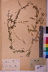  ( - TROM_V_157971_sg)  @11 [ ] CreativeCommons - Attribution Non-Commercial Share-Alike (2018) Unspecified Tromsø University Museum