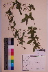  (Bryonia cretica - TROM_V_158189_sg)  @11 [ ] CreativeCommons - Attribution Non-Commercial Share-Alike (2018) Unspecified Tromsø University Museum