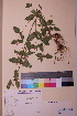  ( - TROM_V_158693_sg)  @11 [ ] CreativeCommons - Attribution Non-Commercial Share-Alike (2018) Unspecified Tromsø University Museum