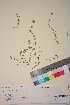  ( - TROM_V_159014_sg)  @11 [ ] CreativeCommons - Attribution Non-Commercial Share-Alike (2018) Unspecified Tromsø University Museum