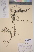  ( - TROM_V_159296_sg)  @11 [ ] CreativeCommons - Attribution Non-Commercial Share-Alike (2015) Unspecified Tromsø University Museum