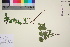  ( - TROM_V_161372_sg)  @11 [ ] CreativeCommons - Attribution Non-Commercial Share-Alike (2016) Unspecified Tromso University Museum