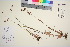  ( - TROM_V_162349_sg)  @11 [ ] CreativeCommons - Attribution Non-Commercial Share-Alike (2016) Unspecified Tromso University Museum