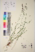  (Carex nigra var. Juncea - TROM_V_162372_sg)  @11 [ ] CreativeCommons - Attribution Non-Commercial Share-Alike (2017) Unspecified Tromsø University Museum