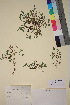  ( - TROM_V_163589_sg)  @11 [ ] CreativeCommons - Attribution Non-Commercial Share-Alike (2018) Unspecified Tromsø University Museum