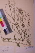  ( - TROM_V_163607_sg)  @11 [ ] CreativeCommons - Attribution Non-Commercial Share-Alike (2018) Unspecified Tromsø University Museum
