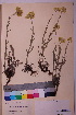  ( - TROM_V_167060_sg)  @11 [ ] CreativeCommons - Attribution Non-Commercial Share-Alike (2018) Unspecified Tromsø University Museum