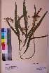  (Falcaria - TROM_V_167118_sg)  @11 [ ] CreativeCommons - Attribution Non-Commercial Share-Alike (2018) Unspecified Tromsø University Museum
