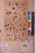  ( - TROM_V_16791_sg)  @11 [ ] CreativeCommons - Attribution Non-Commercial Share-Alike (2018) Unspecified Tromsø University Museum