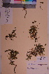  ( - TROM_V_170760_sg)  @11 [ ] CreativeCommons - Attribution Non-Commercial Share-Alike (2018) Unspecified Tromsø University Museum