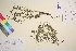  ( - TROM_V_170764_sg)  @11 [ ] CreativeCommons - Attribution Non-Commercial Share-Alike (2016) Unspecified Tromso University Museum