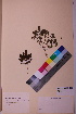  (Euphrasia dunensis - TROM_V_171573_sg)  @11 [ ] CreativeCommons - Attribution Non-Commercial Share-Alike (2018) Unspecified Tromsø University Museum
