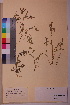  ( - TROM_V_171651_sg)  @11 [ ] CreativeCommons - Attribution Non-Commercial Share-Alike (2018) Unspecified Tromsø University Museum