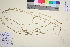  ( - TROM_V_173404_sg)  @11 [ ] CreativeCommons - Attribution Non-Commercial Share-Alike (2016) Unspecified Tromso University Museum