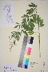  ( - TROM_V_174026_sg)  @11 [ ] CreativeCommons - Attribution Non-Commercial Share-Alike (2015) Unspecified Tromsø University Museum