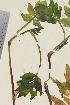  (Valeriana excelsa - TROM_V_174192_sg)  @11 [ ] CreativeCommons - Attribution Non-Commercial Share-Alike (2015) Unspecified Tromsø University Museum