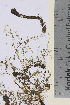  ( - TROM_V_174459_sg)  @11 [ ] CreativeCommons - Attribution Non-Commercial Share-Alike (2015) Unspecified Tromsø University Museum