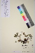  ( - TROM_V_174508_sg)  @11 [ ] CreativeCommons - Attribution Non-Commercial Share-Alike (2018) Unspecified Tromsø University Museum